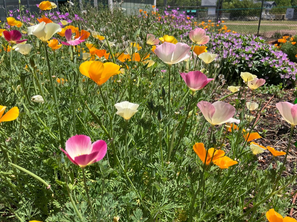 Speaking Up for Monarchs: Talk About Taking Action