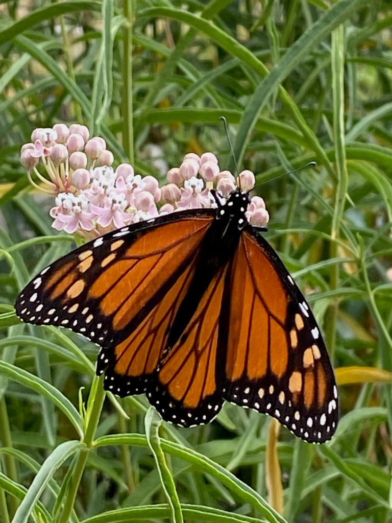 Upcoming Events to Mark the Monarch Butterfly’s Return